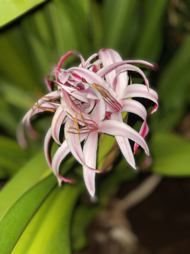 Red Giant Crinum Asiaticum