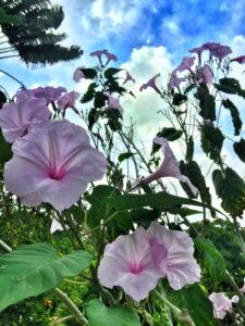 morning glories with blue sky