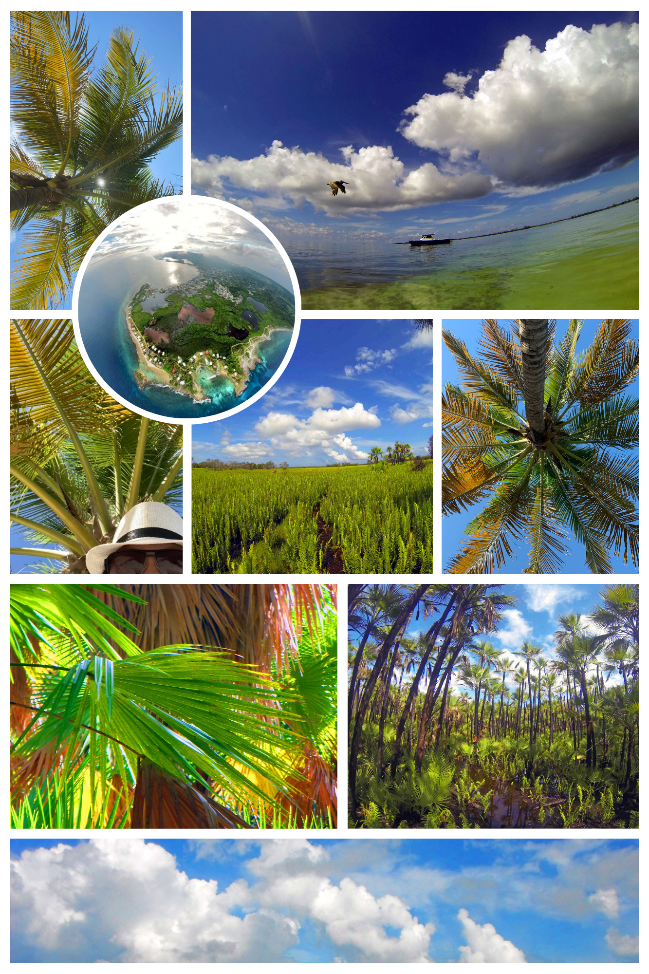 Photo collage of palm trees in utila, honduras